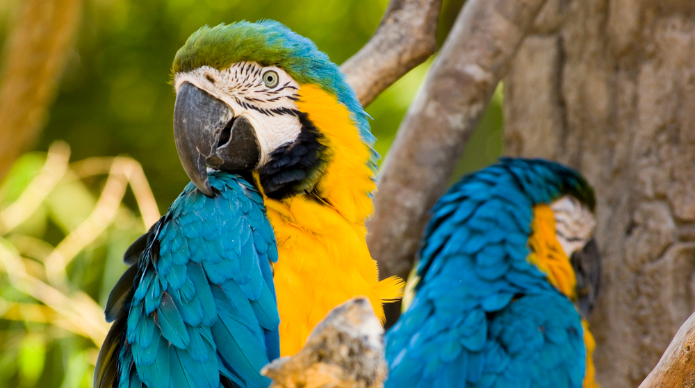 An outbreak of “parrot fever” was recorded in Europe: what kind of disease is it?