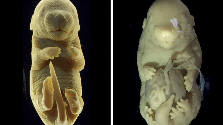 Вчені випадково створили ембріон шестиногої миші: як це допоможе майбутнім дослідженням