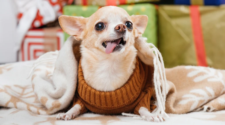 Не лише мопси: вчені визначили 12 порід собак, які мають ризик серйозних проблем із диханням