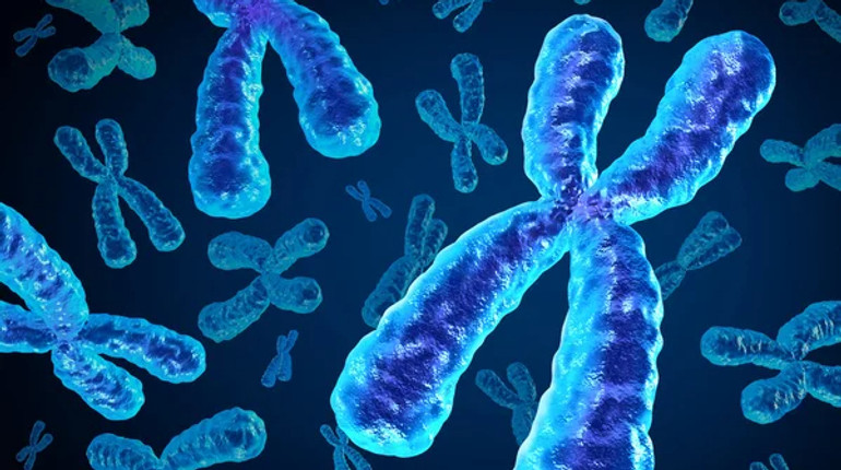 Вчені розкрили таємницю злитих хромосом, яка бентежила науку понад століття