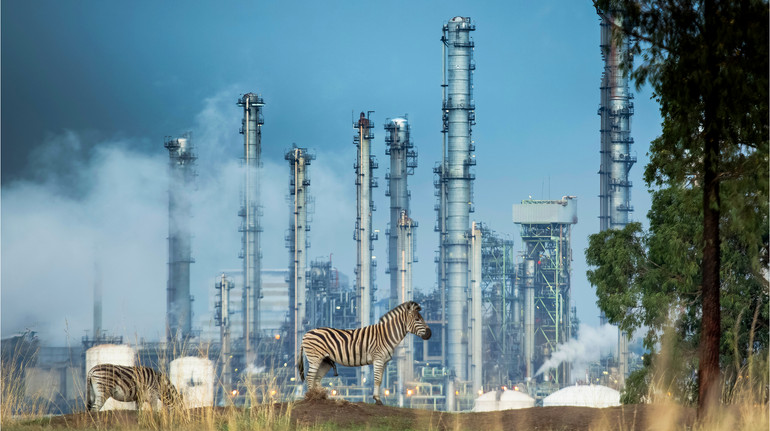 Осетри страждають, а зубрам дещо краще. Що каже новий звіт WWF про диких тварин