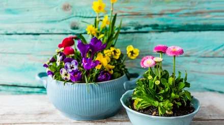 Яскрава клумба на вікні: як посадити і які квіти цвістимуть вже навесні