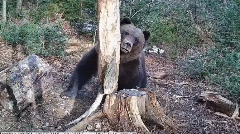 Негласний володар Карпат: гірські фотопастки впіймали бурого ведмедя на прогулянці