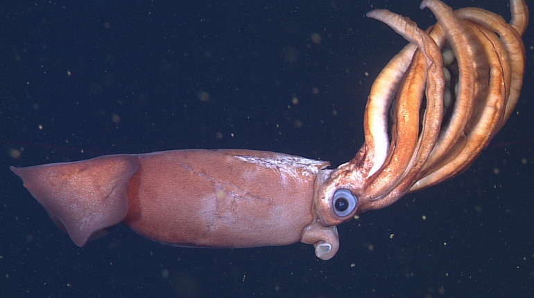 Вчені показали неочікувану зустріч з глибоководним кальмаром, який переносив гігантські яйця