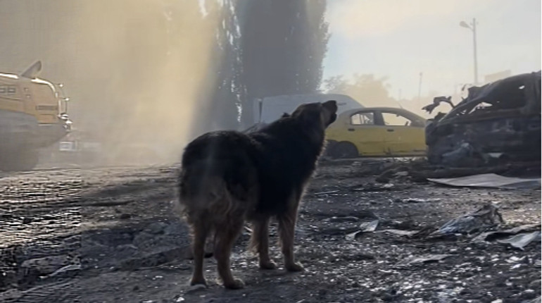 Рятувальники прихистили собаку, який два дні шукав господаря на руїнах будинку в Києві