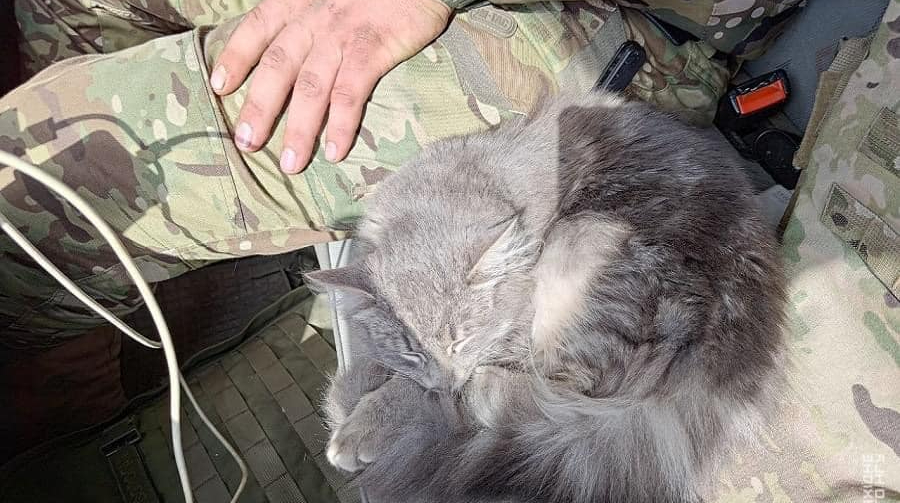 In Donetsk region, National Guardsmen rescued a kitten that became their combat friend
