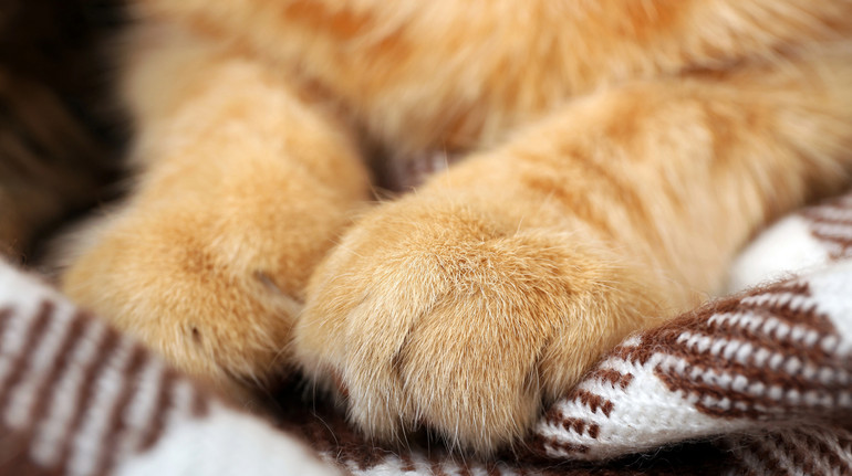 Відео не збереглося: супермаркет в Ірпені прокоментував звинувачення у ймовірному вбивстві кота