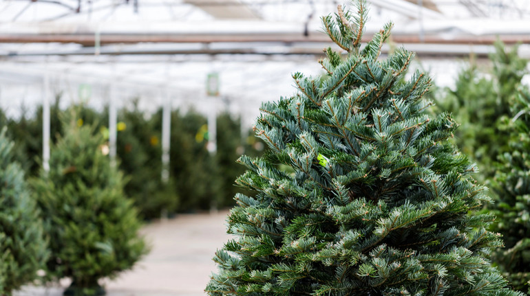 Попит падає: в Україні стрімко зменшується ринок живих ялинок