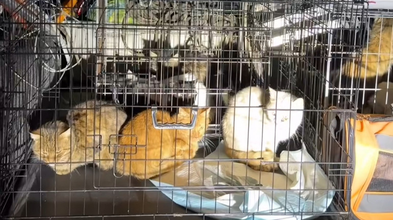 Освенцим для тварин: на Київщині у волонтерки виявили 50 закатованих звірів, ще 40 – врятували