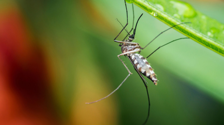 Усе змінилося: вчені кажуть, що через потепління Європі загрожують тропічні недуги