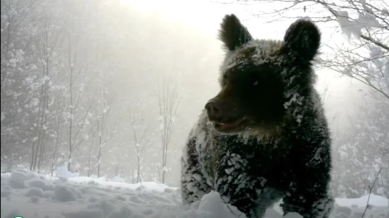 Уже не сплять: у Карпатах фотопастки впіймали ведмедицю з дитинчатами, які гуляють лісом