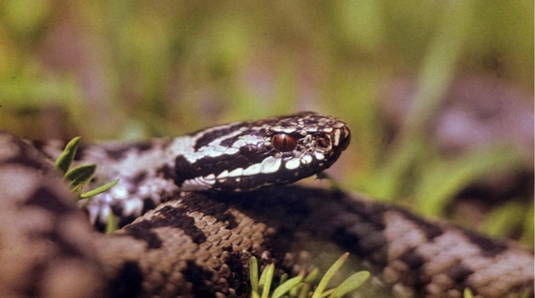 Найбільше – на Львівщині: скільки людей у 2025 році зверталися до медиків через укуси змій