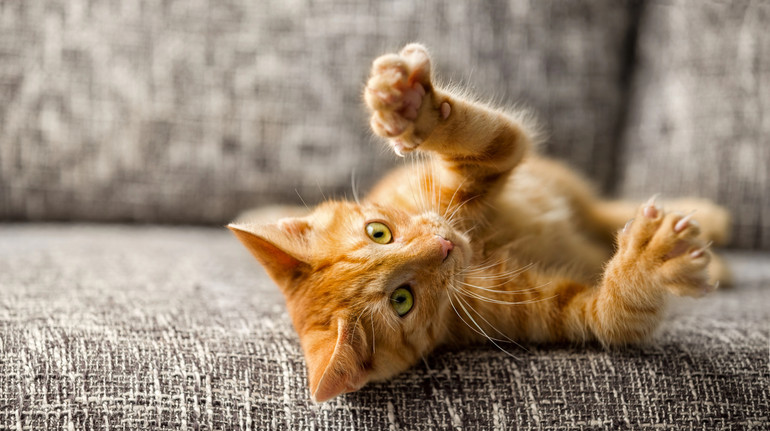 У Львові від сказу померла 40-річна мешканка Волині: її вкусило бездомне кошеня