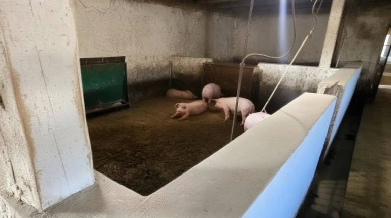 Захоронив понад 100 свиней: на Буковині фермер-депутат намагався приховати спалах африканської чуми