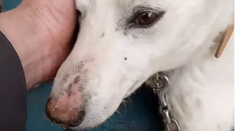 В Якутії отруїли собаку шамана, який у 2019 році йшов до Москви виганяти Путіна – росЗМІ