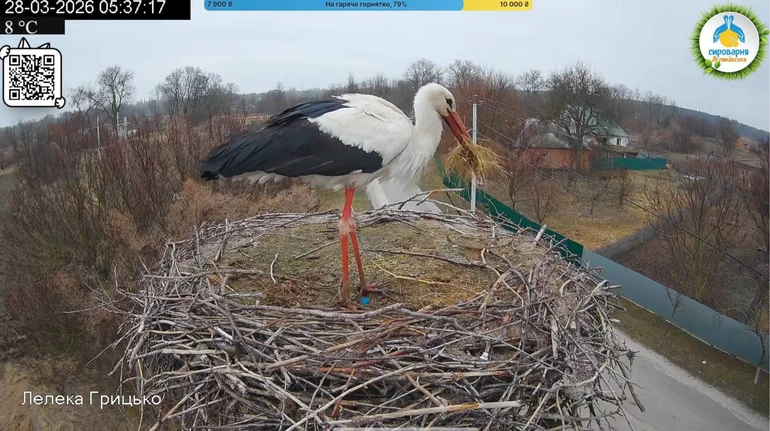У гнізді зіркових птахів Одарки і Грицика хазяйнує новий лелека