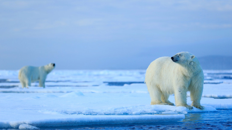 Танення арктичного льоду сповільнилося, хоча спека встановлює рекорди: що це означає