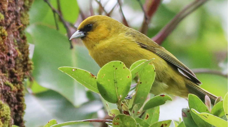 Над лісами Гаваїв з дронів скидають тисячі комарів: навіщо?