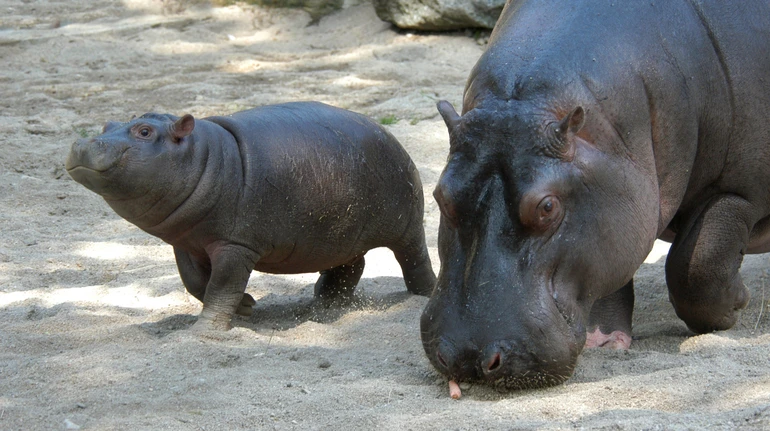Кокаїнових бегемотів Ескобара, яких хотіли відстріляти, може врятувати індійський магнат