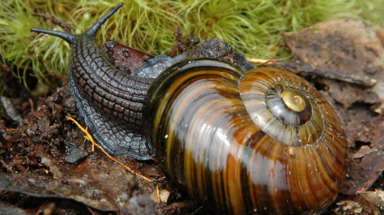 Scientists first saw a row of a predatory snail from New Zealand