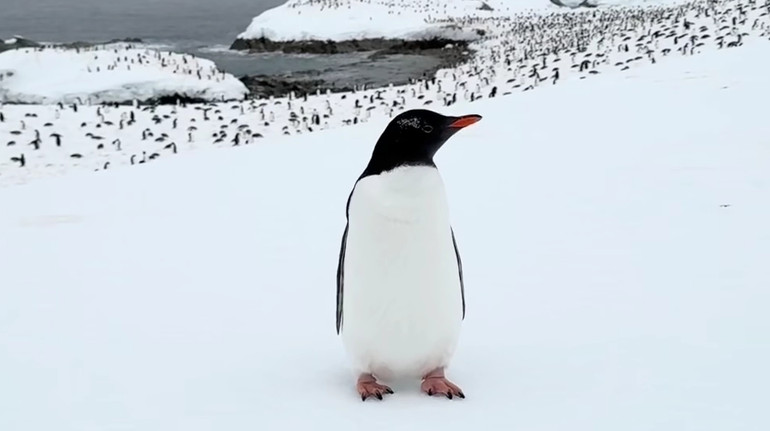 Subantarctic penguin with an atypical color was enclosed near Vernadsky