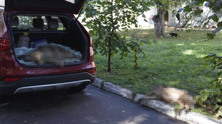 In Vinnytsia, dogs were poisoned on the territory of the hospital: animal rights activists are asking for publicity