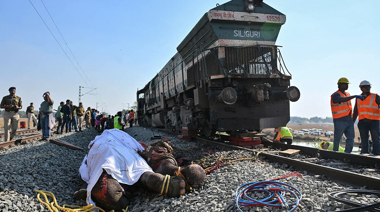 В Індії швидкісний поїзд зіткнувся зі стадом слонів: декілька тварин загинули