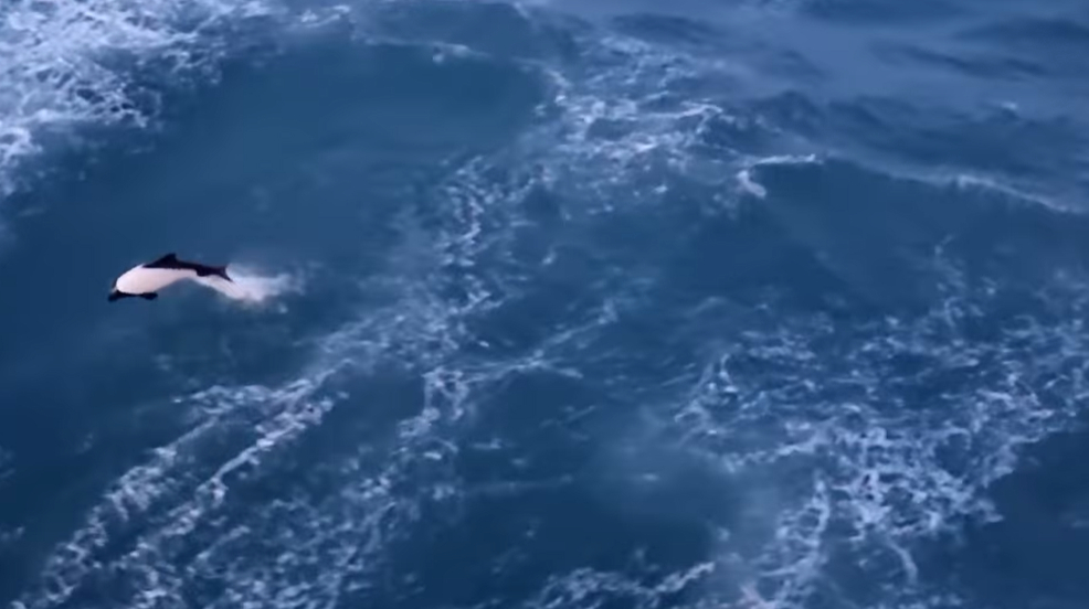 Polar scientists showed how dolphins play in the waves of the “Noosphere”: video