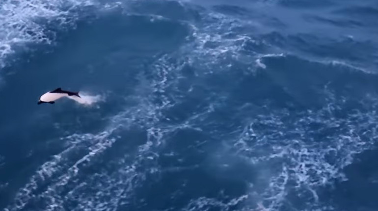 Зграї дельфінів кілька годин гралися у хвилях криголама Ноосфера: полярники показали відео