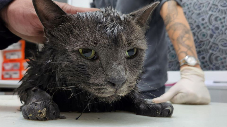 Нічна атака РФ на Київ: зоозахисники врятували трьох котів з пошкодженого будинку