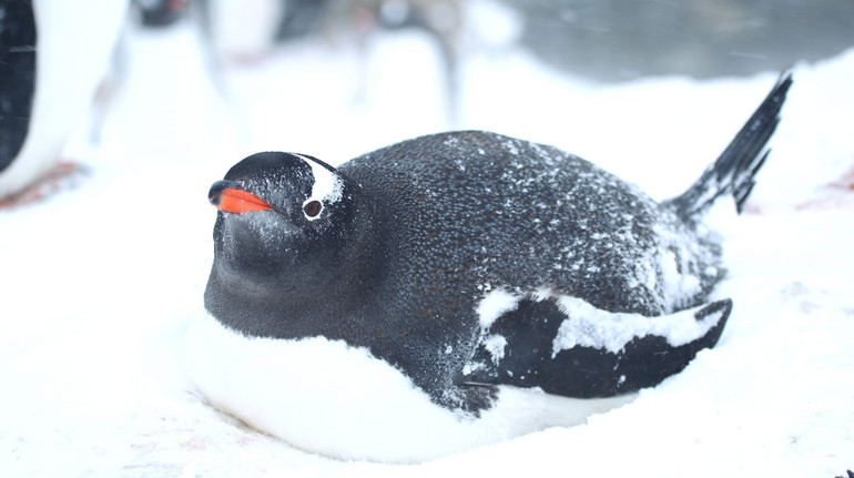 Пінгвіни біля Вернадського висиджують яйця просто в снігових тунелях: відео