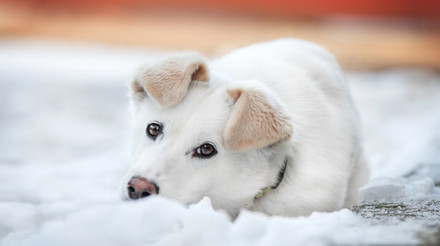 У Київраді пропонують дозволити бізнесам пускати тварин у свої приміщення