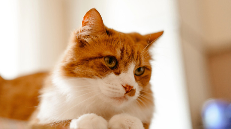 Scientists have revealed the genetic mystery of red cats