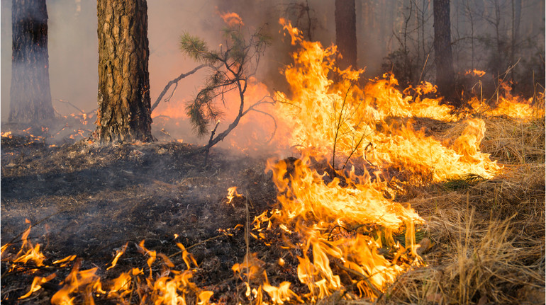 Минулого року через лісові пожежі  в Європі вигоріло понад пів мільйона гектарів землі – звіт