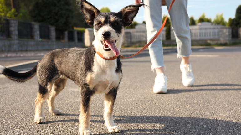 Свириденко відповіла на петицію про посилення відповідальності за жорстоке поводження з тваринами