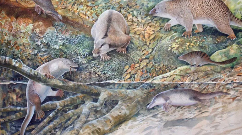 Жив 100 млн років тому: австралійські вчені виявили нову доісторичну тварину – єхиднапуса
