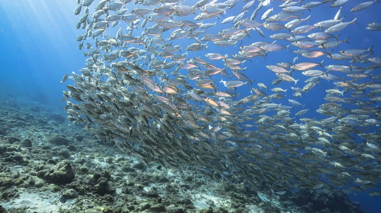 Популяції риб стрімко скорочуються через нагрівання Світового океану: вчені