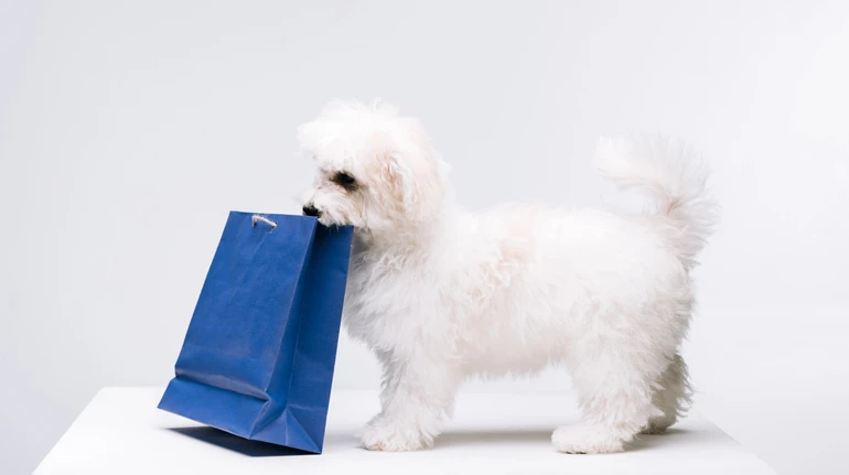 З березня в Україні діятимуть нові правила реклами ветеринарних ліків і кормів: що зміниться