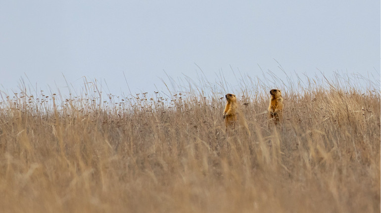Вартують біля нір: екозахисники показали бабаків після зимівлі у Буджацькому степу