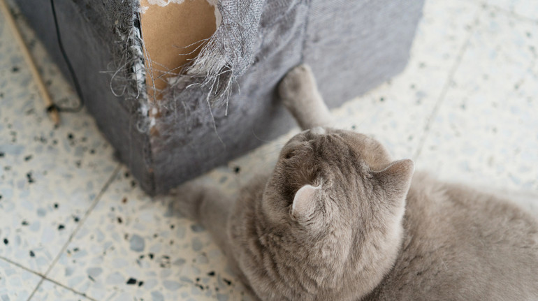 Чому коти дряпають меблі, і як їх відучити?