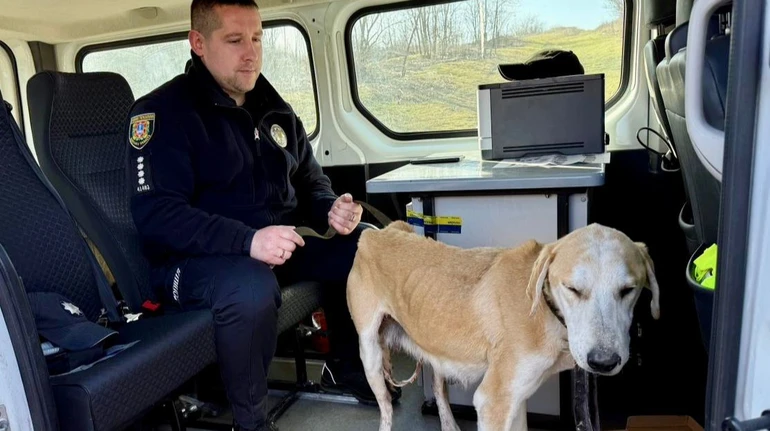 Чоловік з Одещини стріляв у собаку з цуценятами через нібито зʼїдену птицю – 5 малят загинули