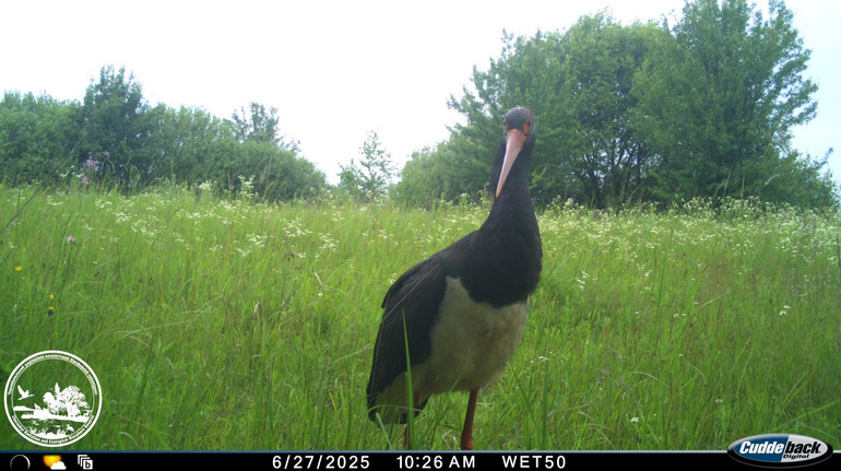 Heavy hunting, because they are careful: in the Chernobyl reserve, a photo trap captured a rare stork