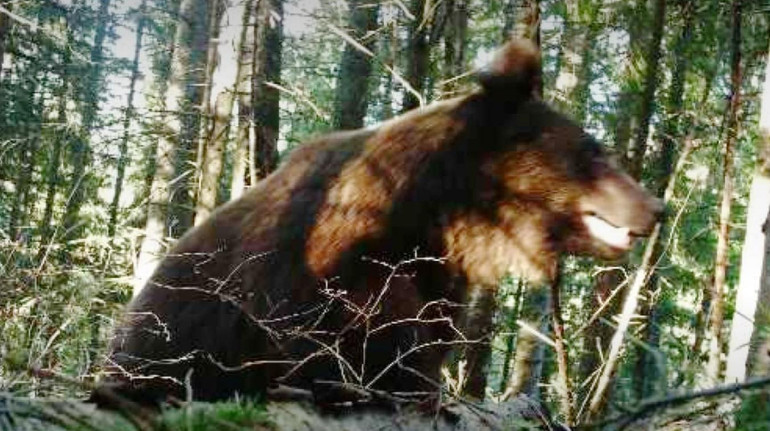 Патрулював: фотопастки для порушників перетину кордону зафіксували ведмедя