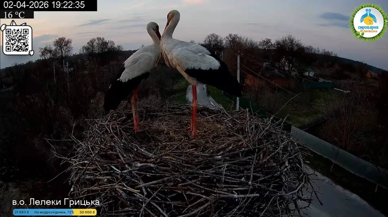 У зірковому гнізді Одарки і Грицика оселилась нова пара