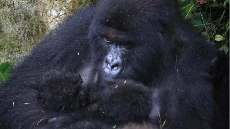 Надзвичайна подія: у Конго вдруге за два місяці народилися близнюки гірських горил