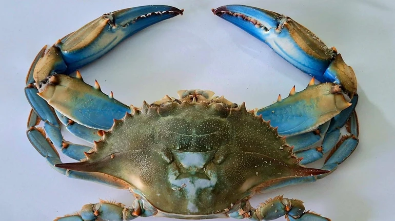 Родом з Атлантичного океану: на узбережжі Чорного моря науковці знайшли 12 крабів екзотичного виду