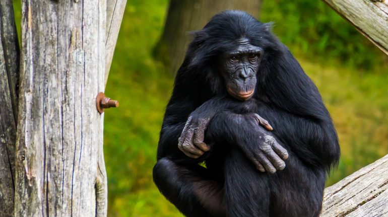 Чи справді бонобо – найбільш миролюбні серед мавп? Відповідь науковців