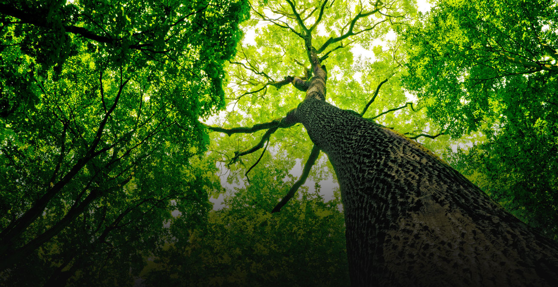 6 дивовижних фактів про ліс, які ви можливо не усвідомлюєте