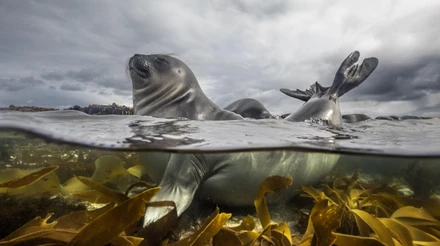 Вітання від білки й коронований олень: Sony World Photography показала фото переможців і шортлисти