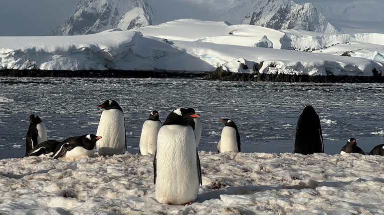 Чи можуть пінгвіни літати? Полярники показали підводне життя найбільших птахів Антарктиди